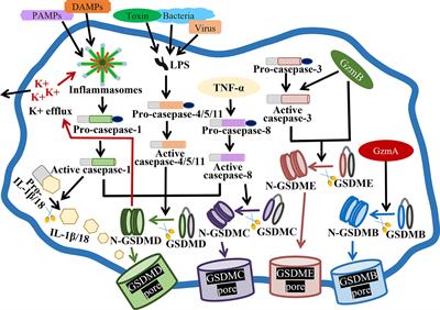 Pyroptosis-triggered pathogenesis: New insights on antiphospholipid syndrome